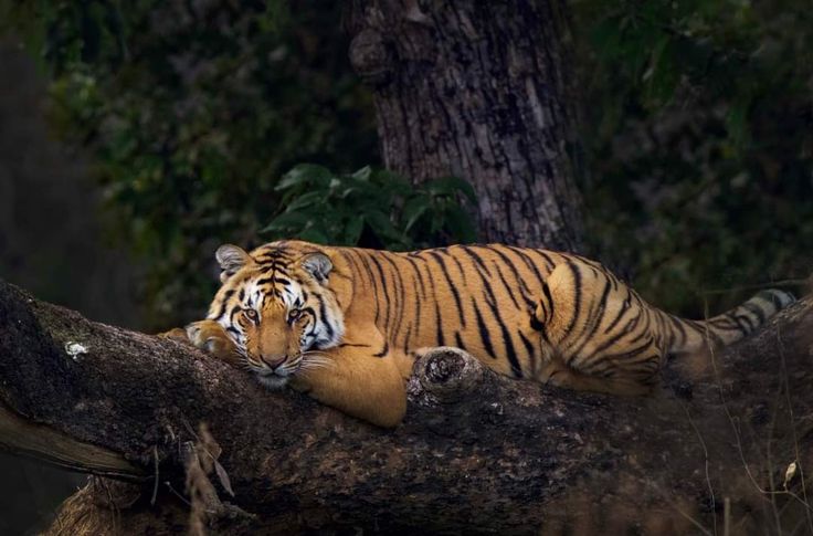 Jim Corbett