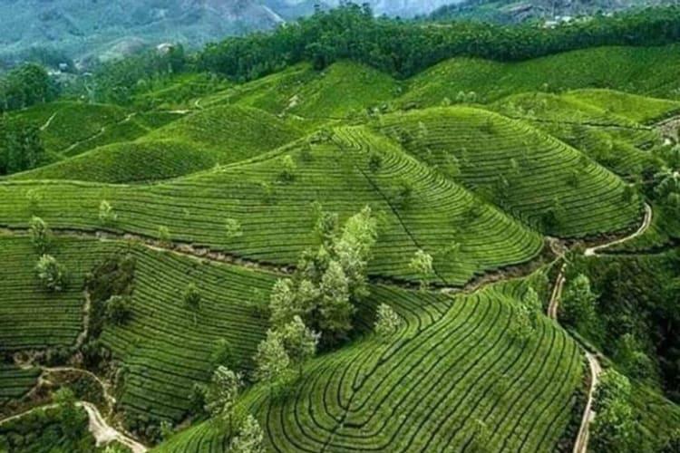 Kausani Tea garden