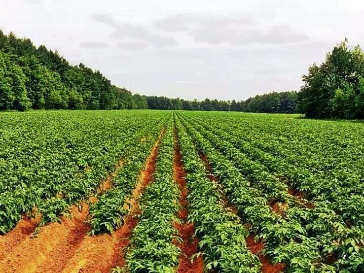 Potato farm
